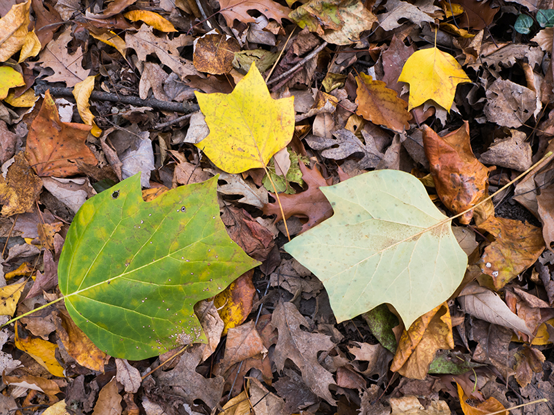 Tulip Poplar