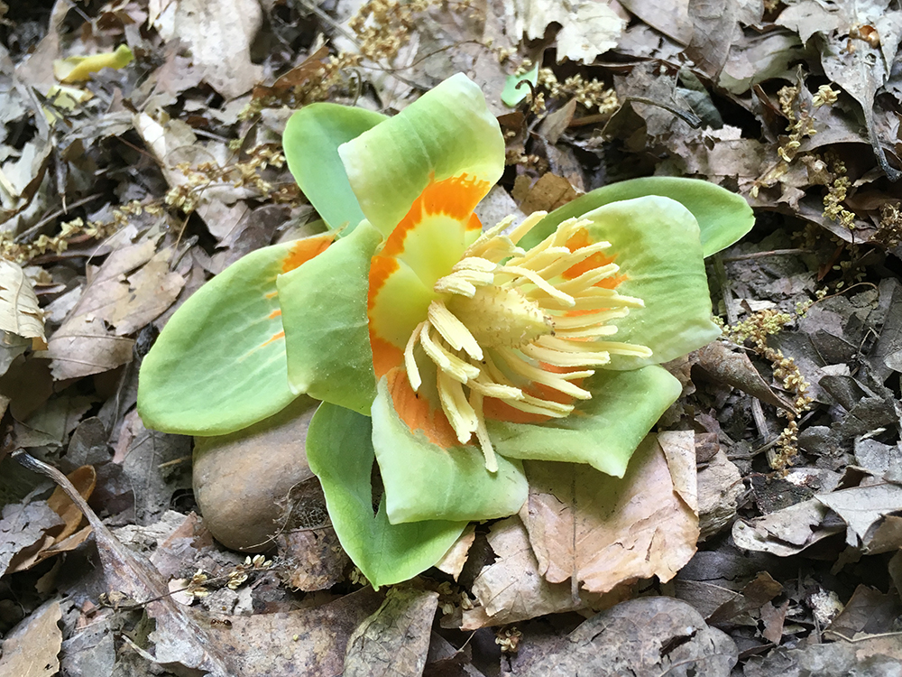 Tulip Poplar