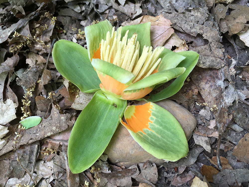 Tulip Poplar