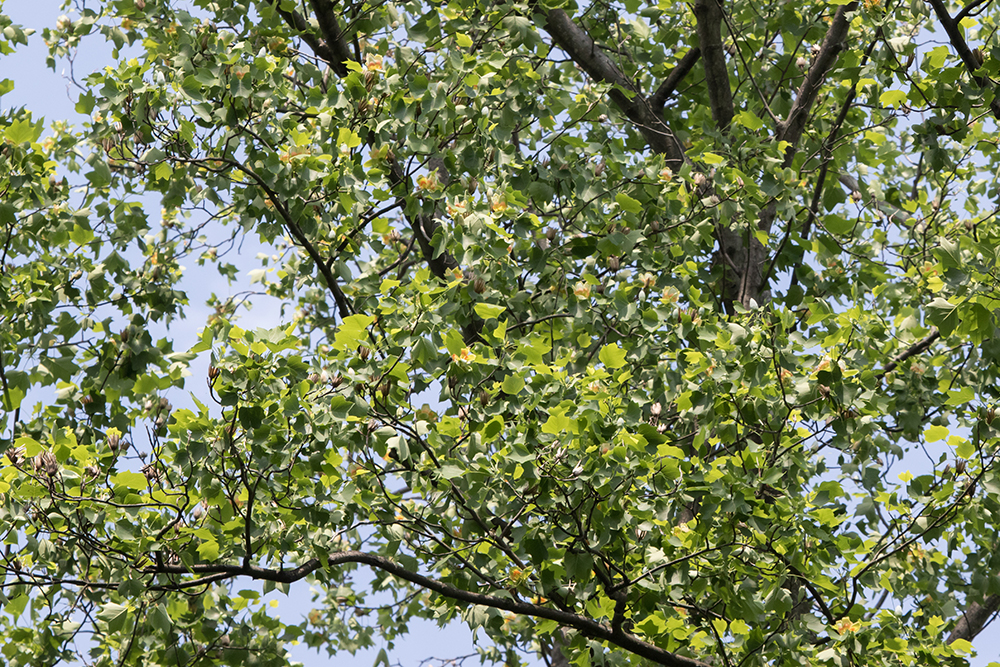 Tulip Poplar