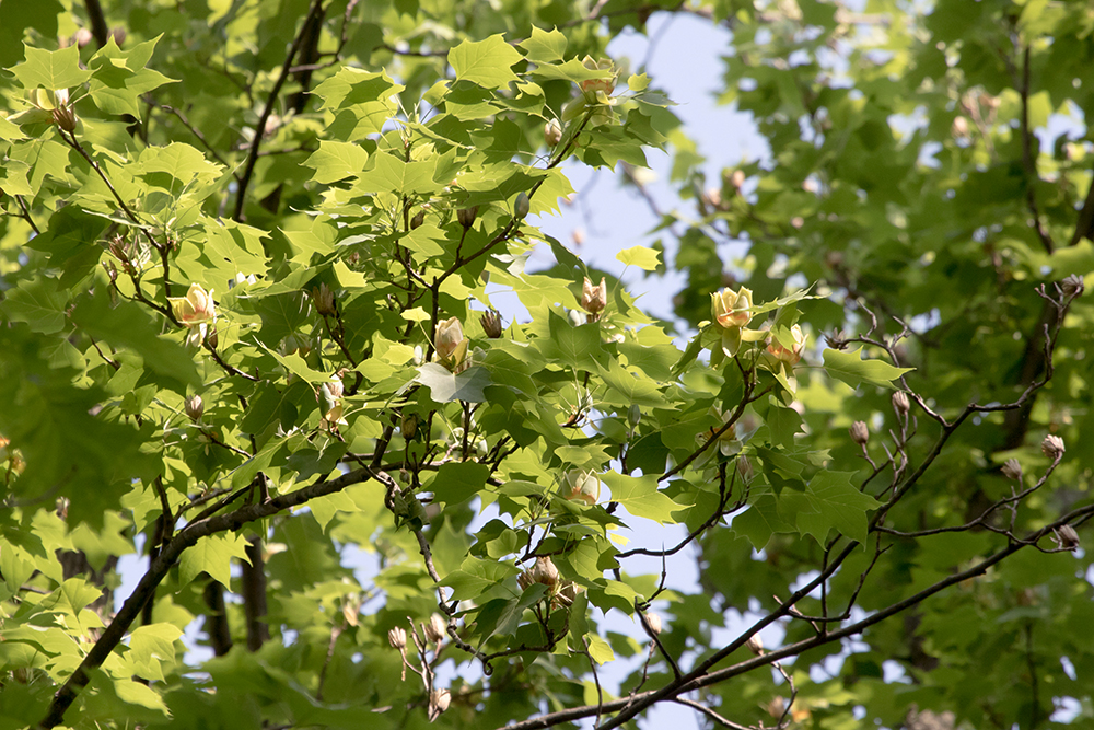 Tulip Poplar