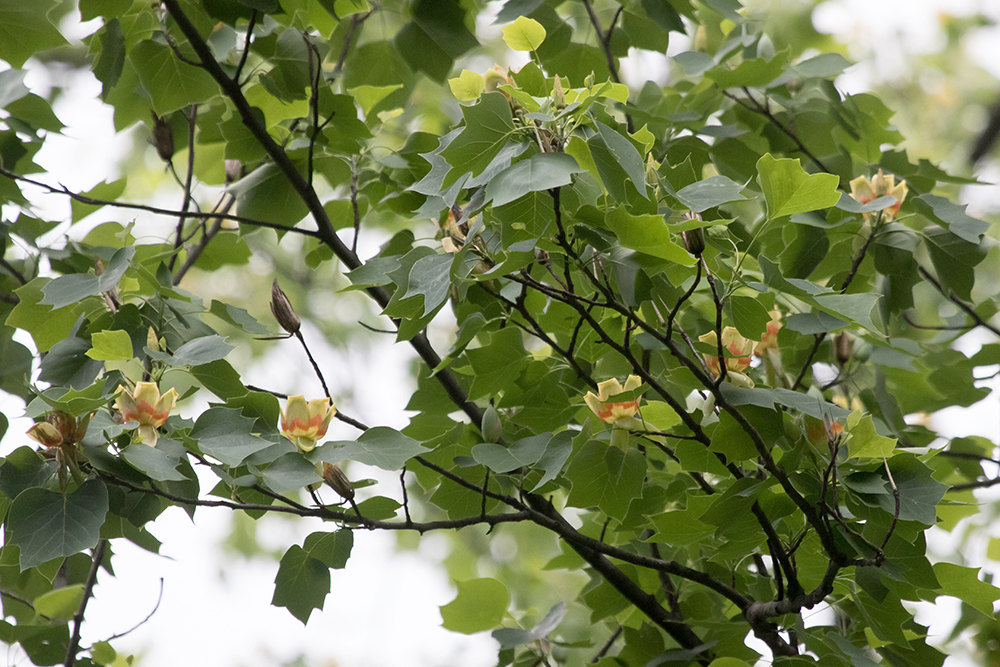 Tulip Poplar