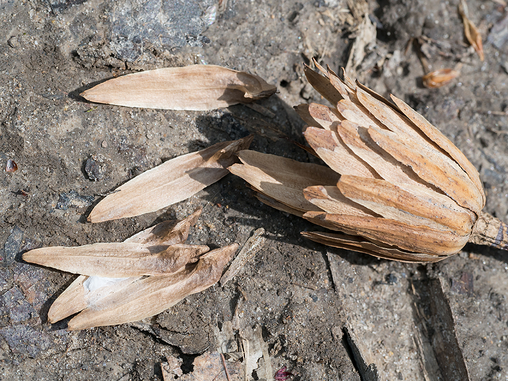 Tulip Poplar