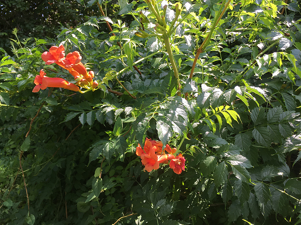 Trumpet Creeper