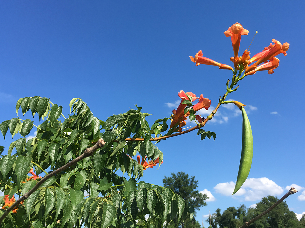 Trumpet Creeper