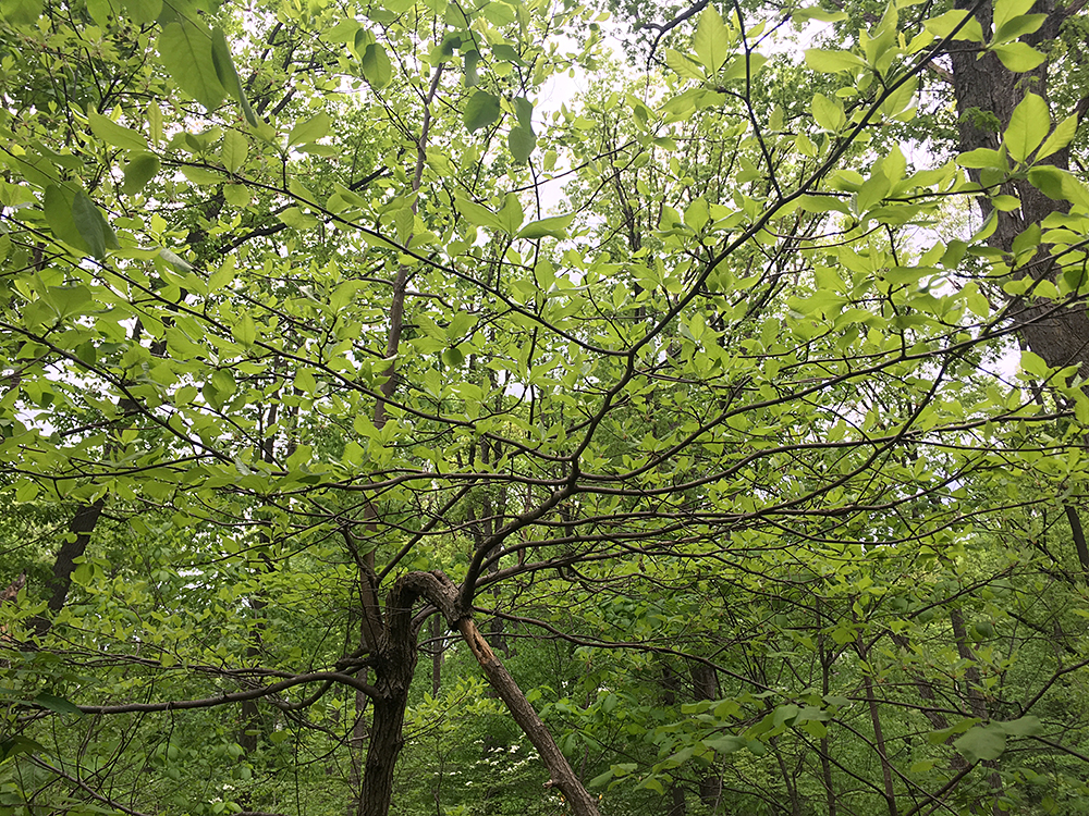 Black Tupelo tree