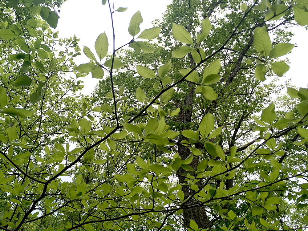 Black Tupelo branches