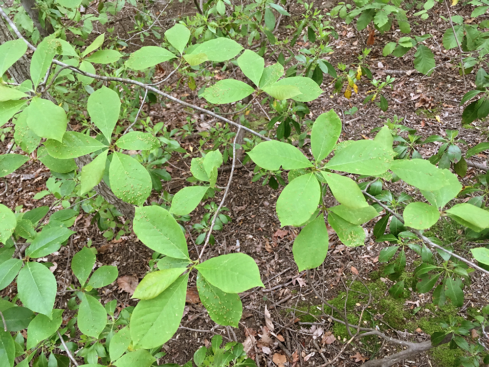 Black Tupelo branches