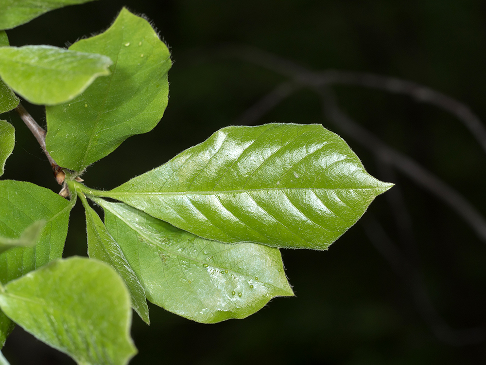 Black Tupelo branches