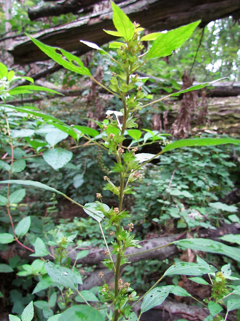 Virginia Copperleaf