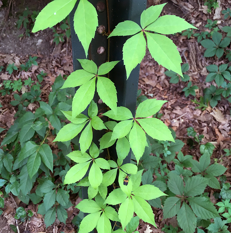 Virginia Creeper