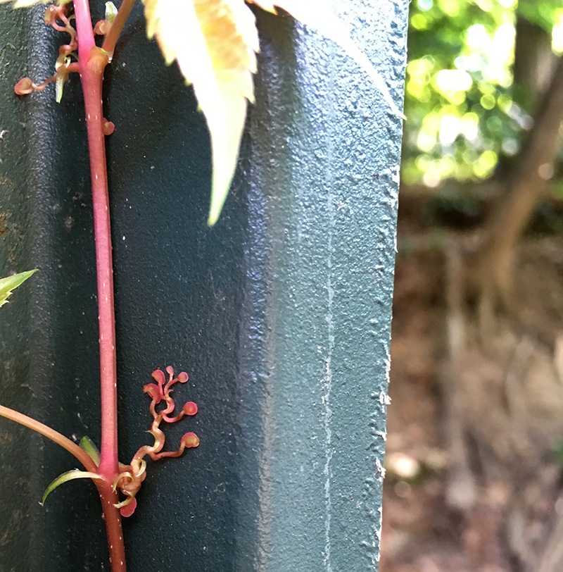 Virginia Creeper