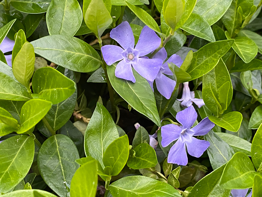 Common Periwinkle