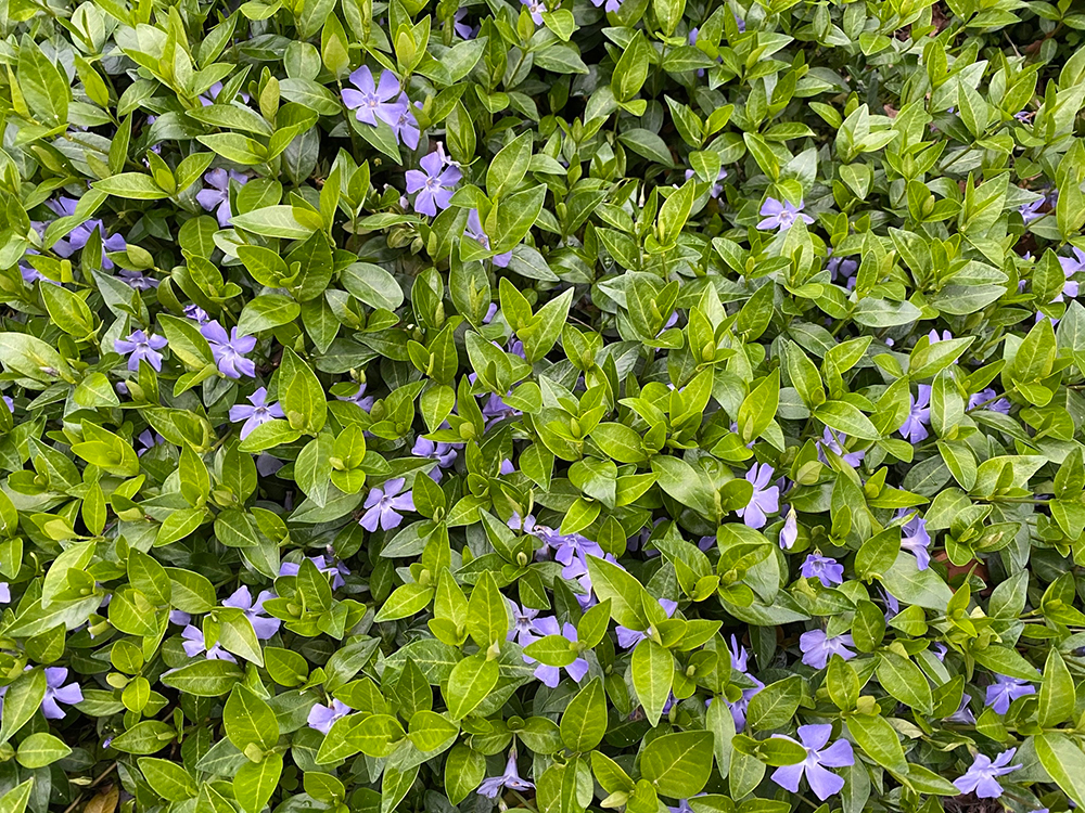 Common Periwinkle