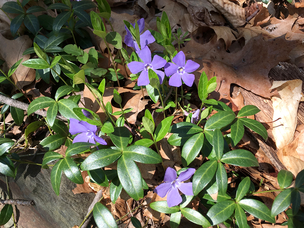 Common Periwinkle