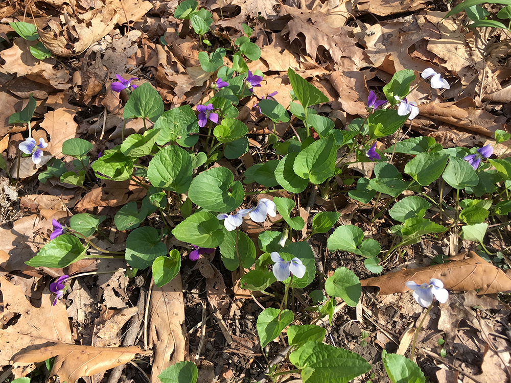 Common Blue Violet