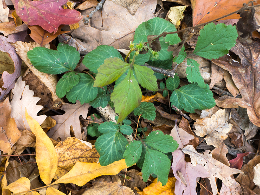 White Avens