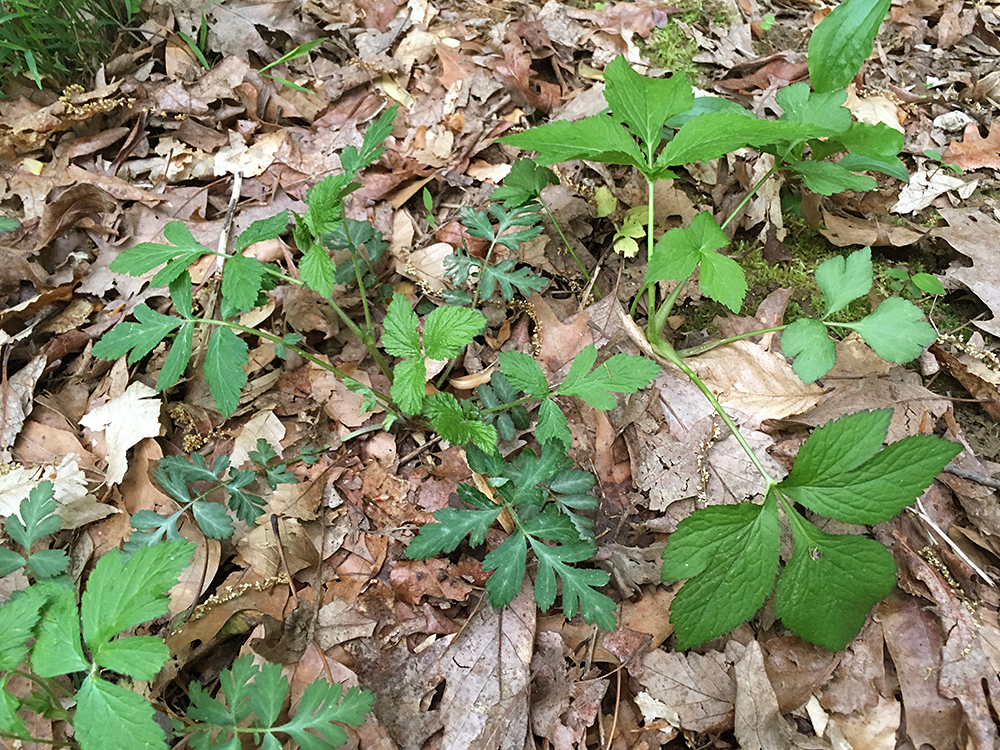 White Avens