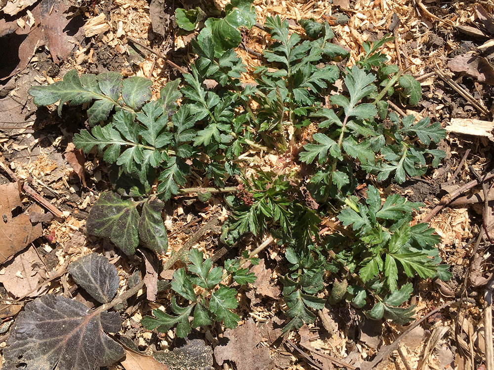 White Avens