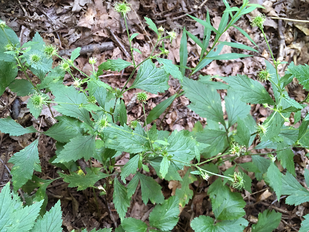 White Avens