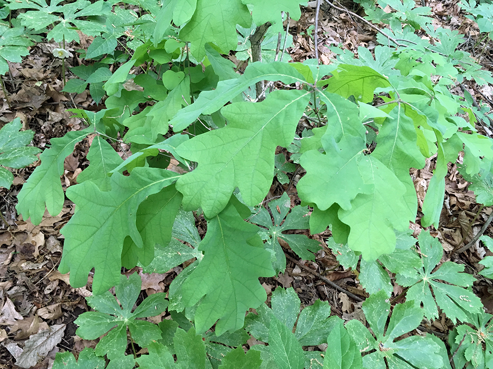 White Oak sapling