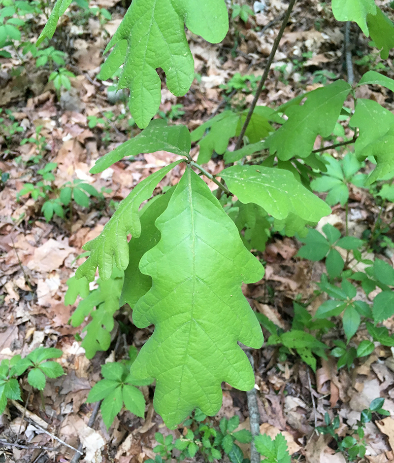 White Oak leaves