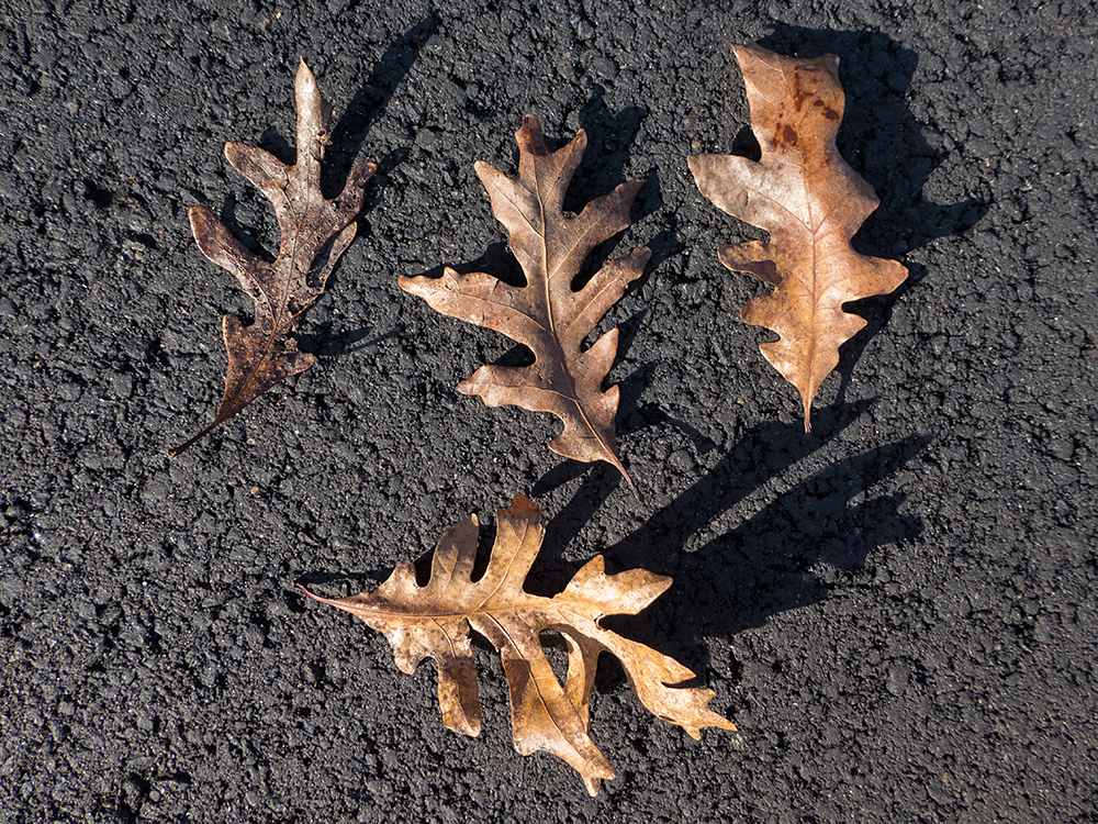 White Oak leaves