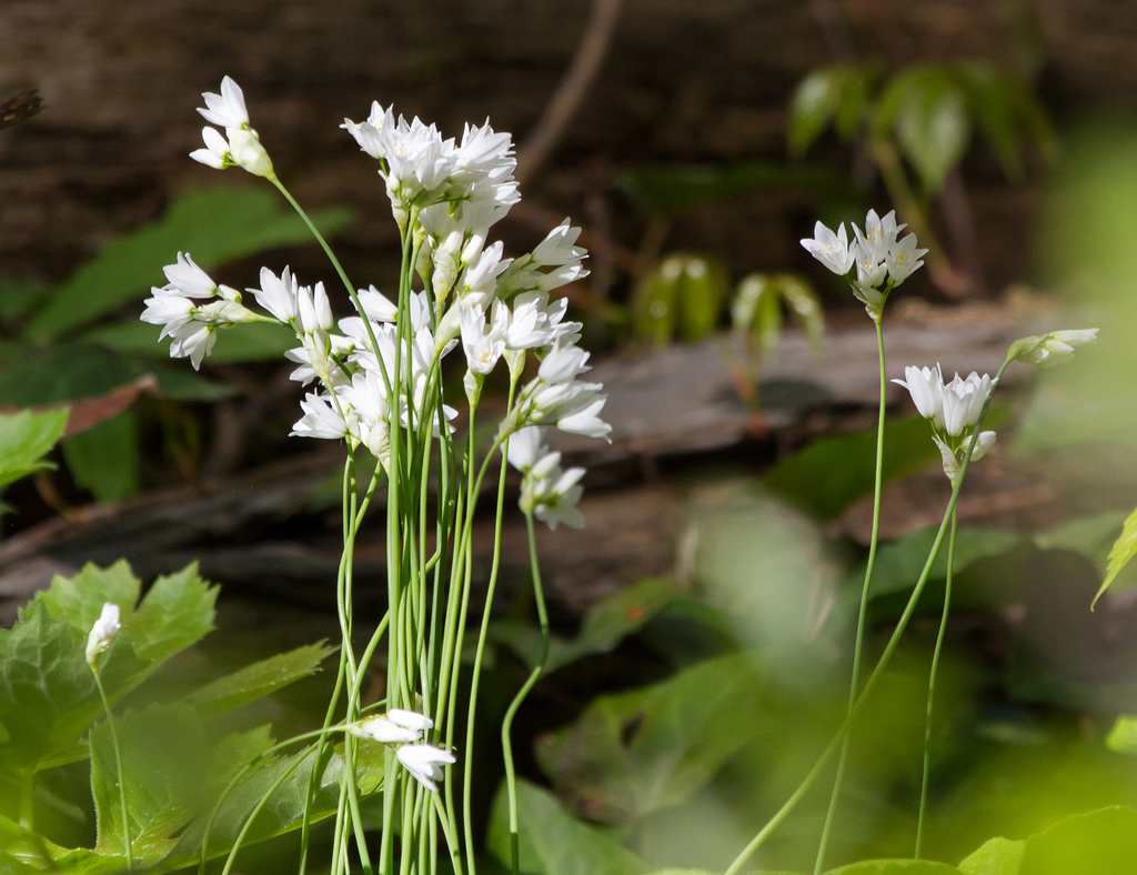 Wild Garlic