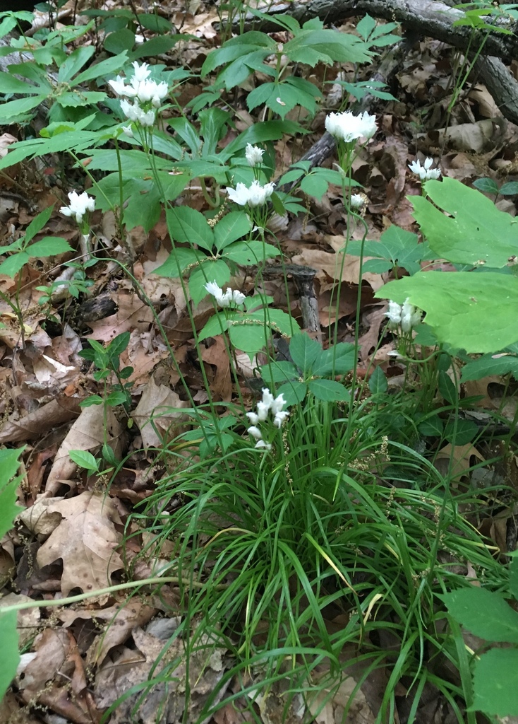 Wild Garlic