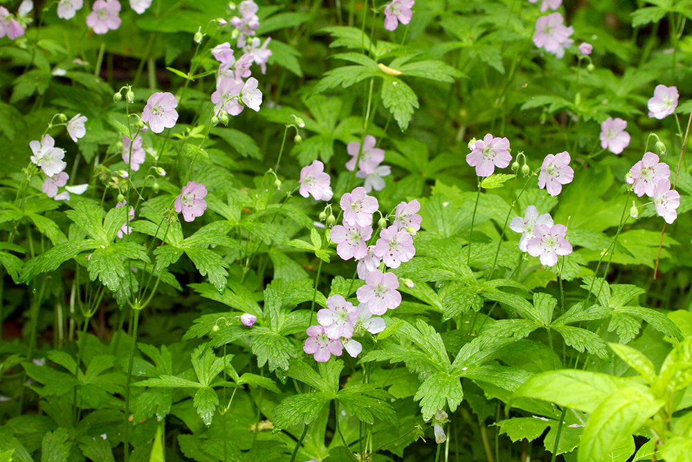 Wild Geranium