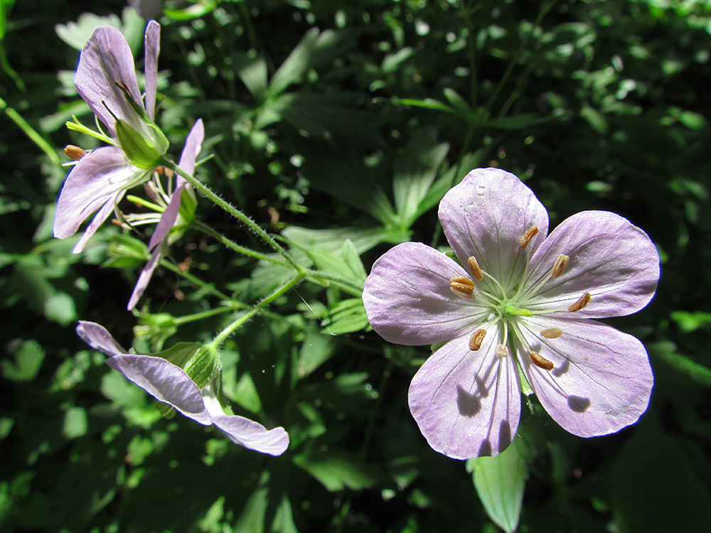 Wild Geranium