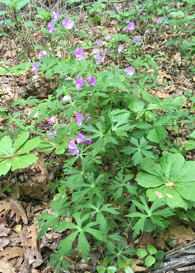 Wild Geranium