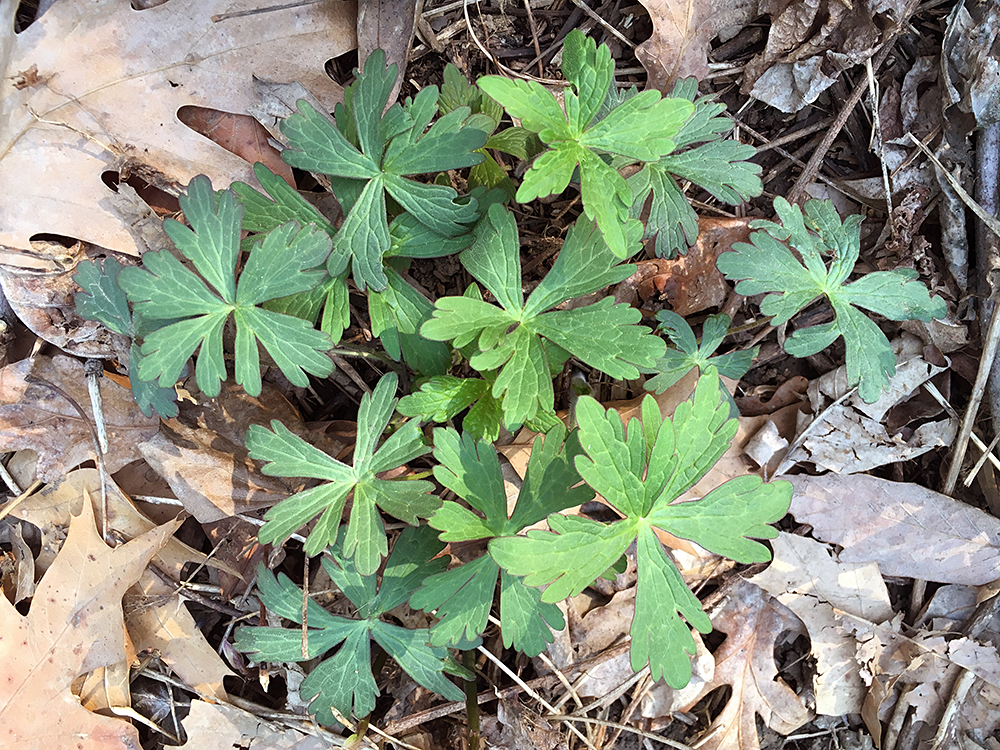 Wild Geranium