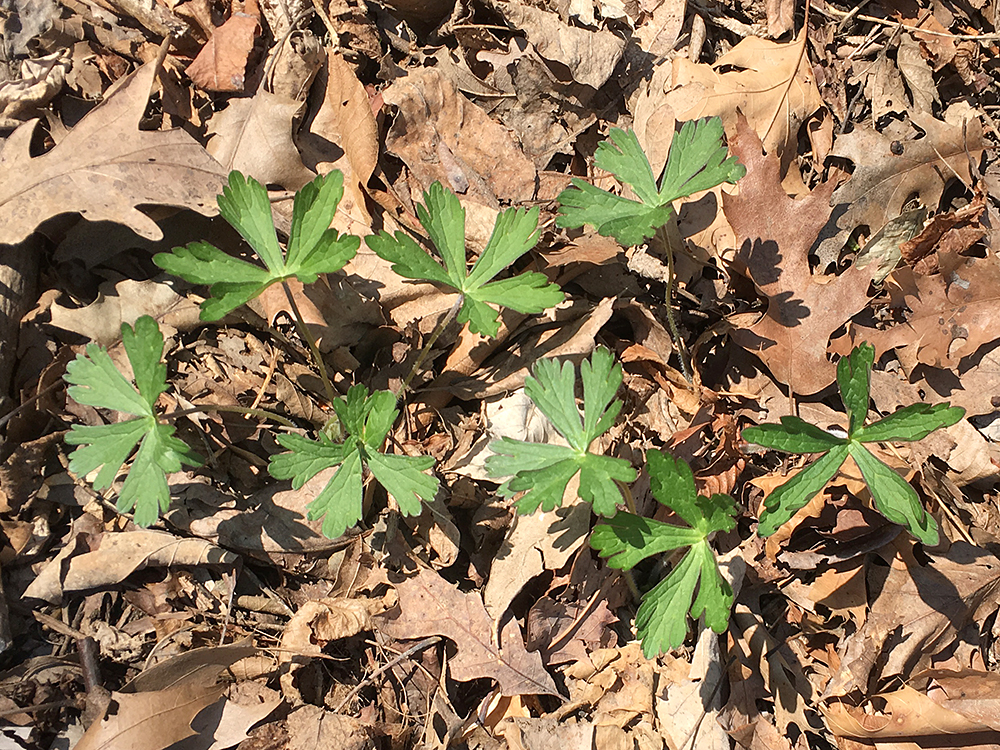 Wild Geranium