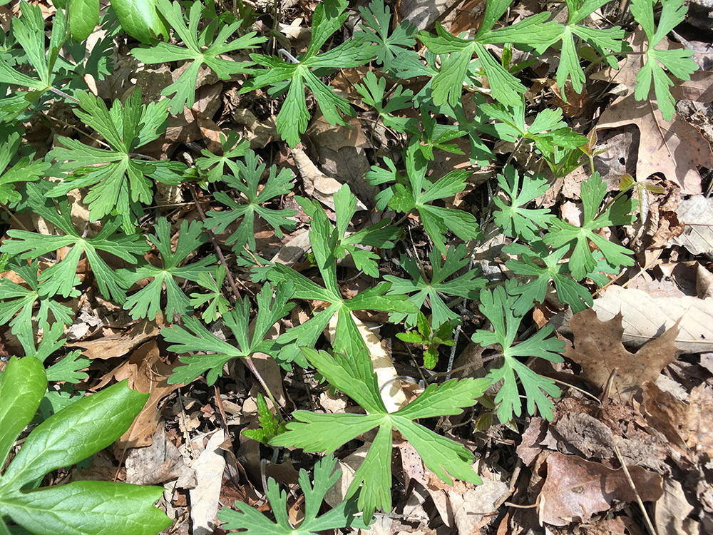 Wild Geranium