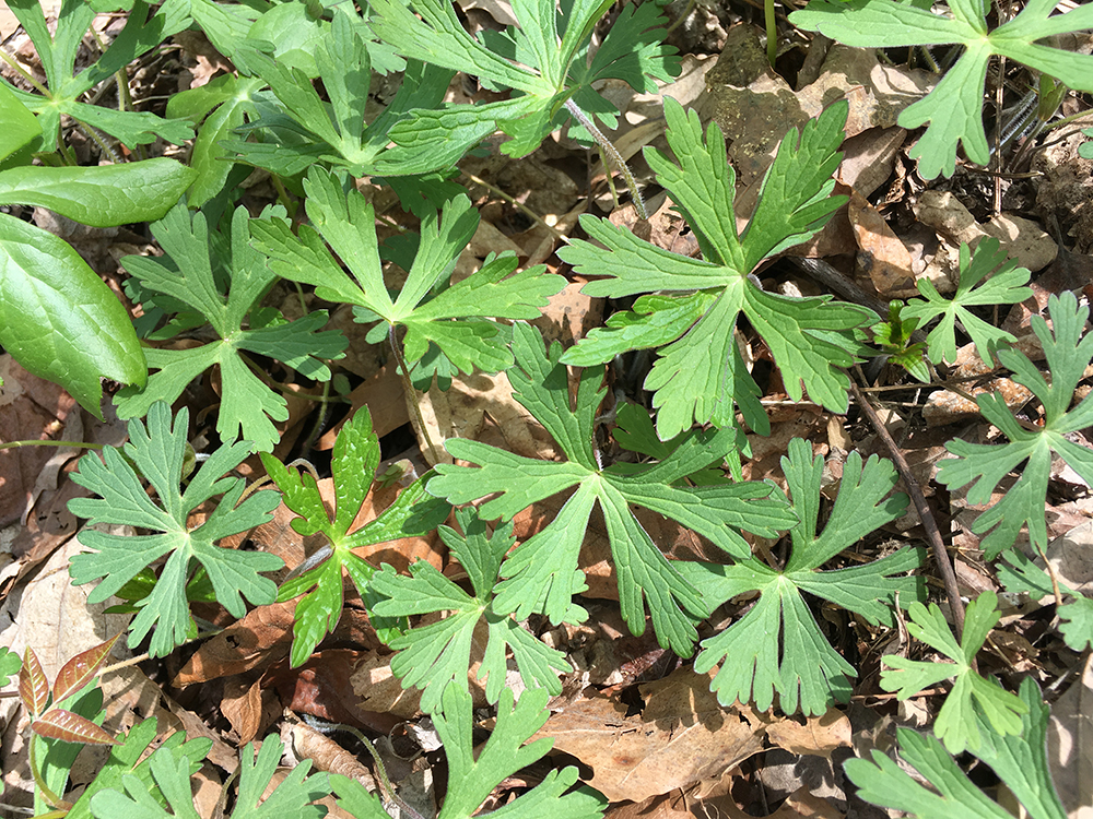 Wild Geranium