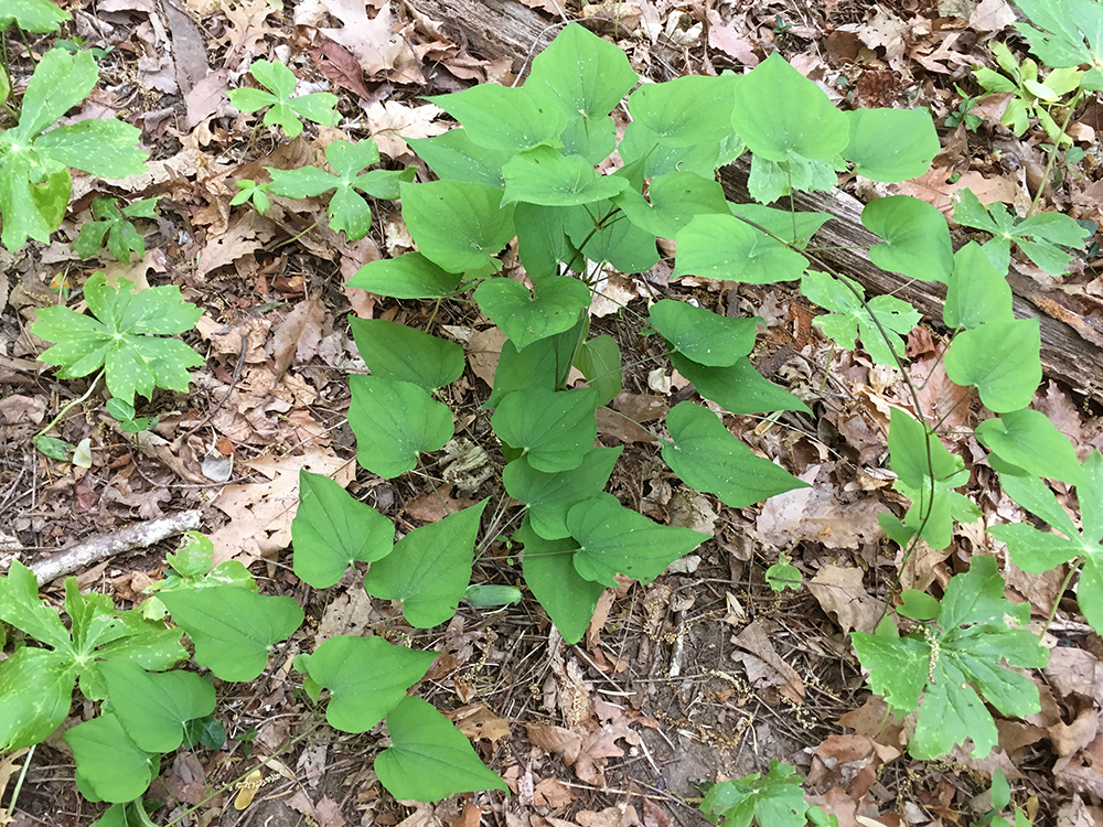 Wild Yam leaves