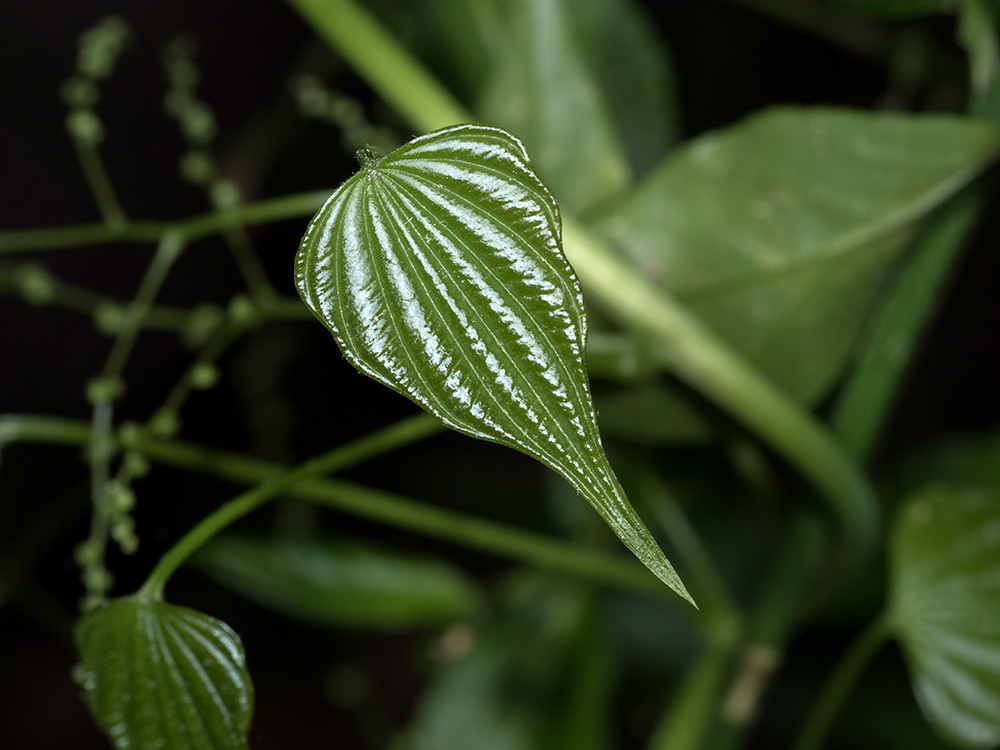 Wild Yam leaves