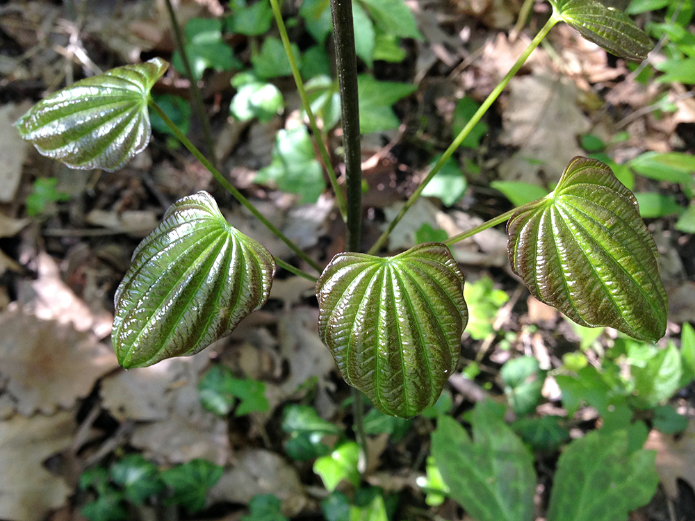 Wild Yam leaves