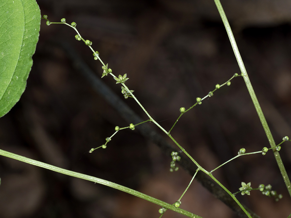 Wild Yam flower clusters