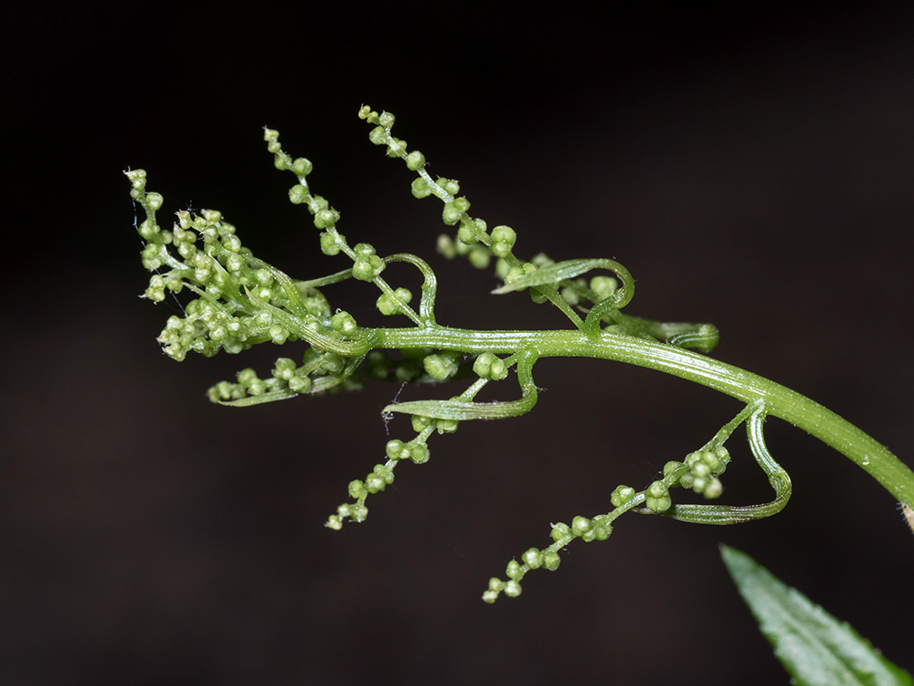 Wild Yam flower clusters