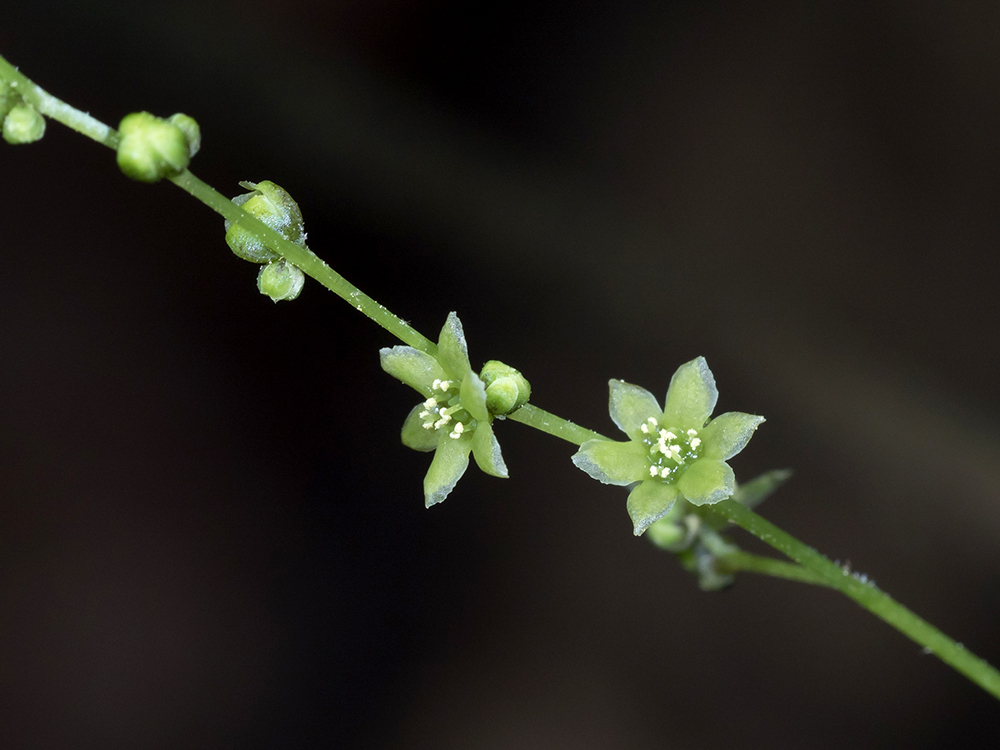 Wild Yam flowers