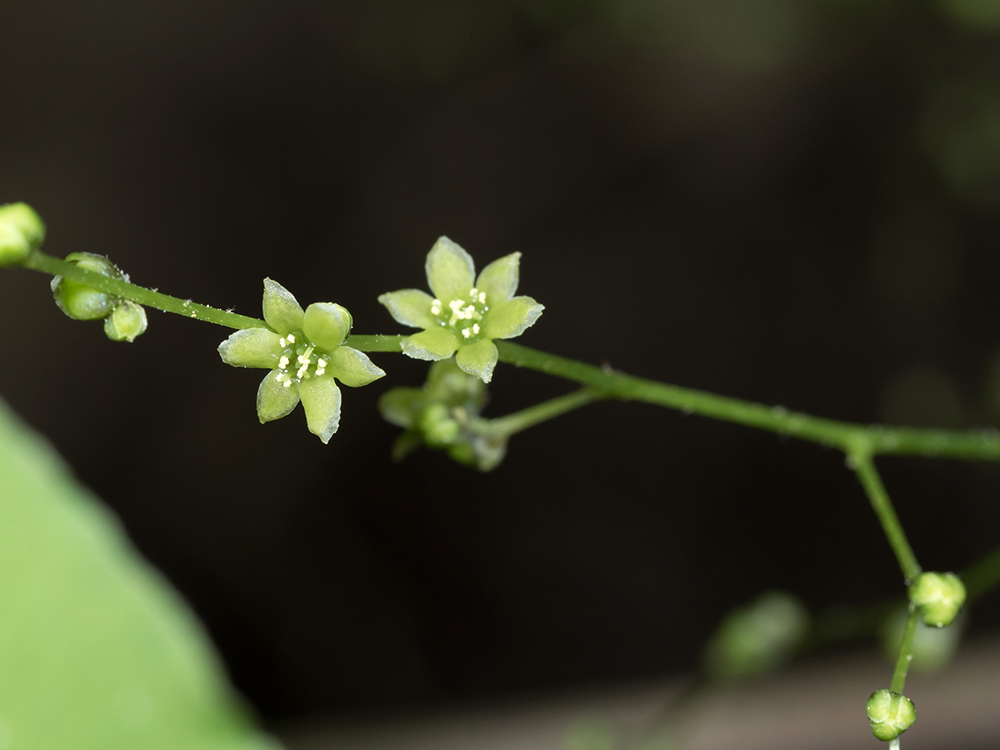 Wild Yam flowers