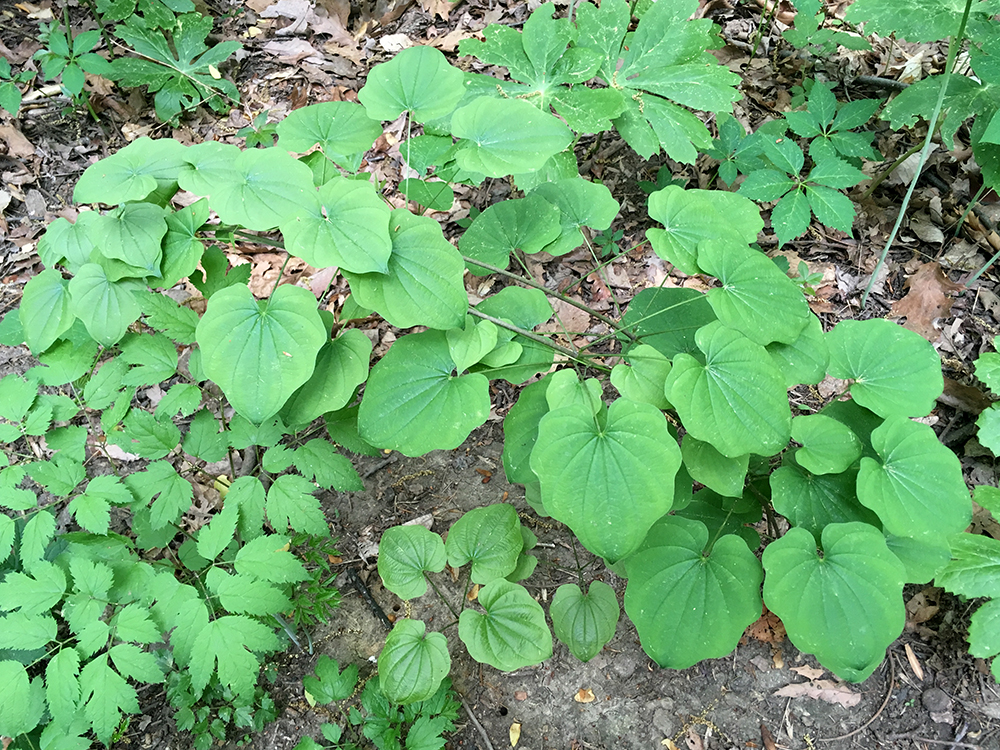 Wild Yam leaves