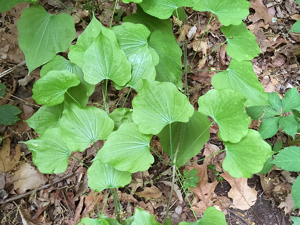 Wild Yam leaves