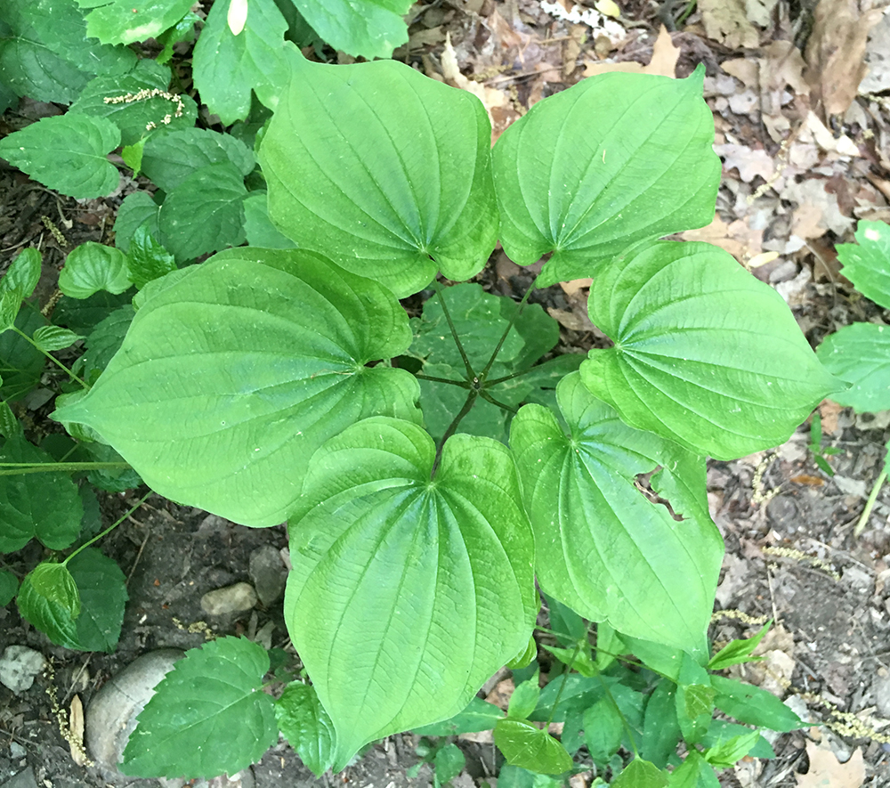 Wild Yam leaves