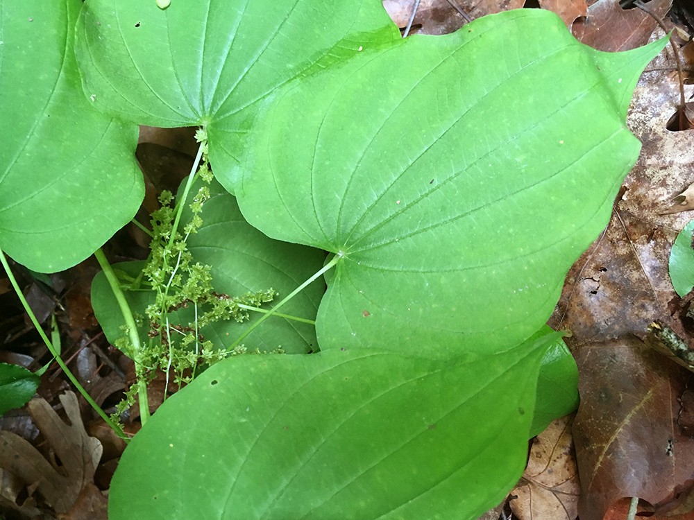 Wild Yam leaves