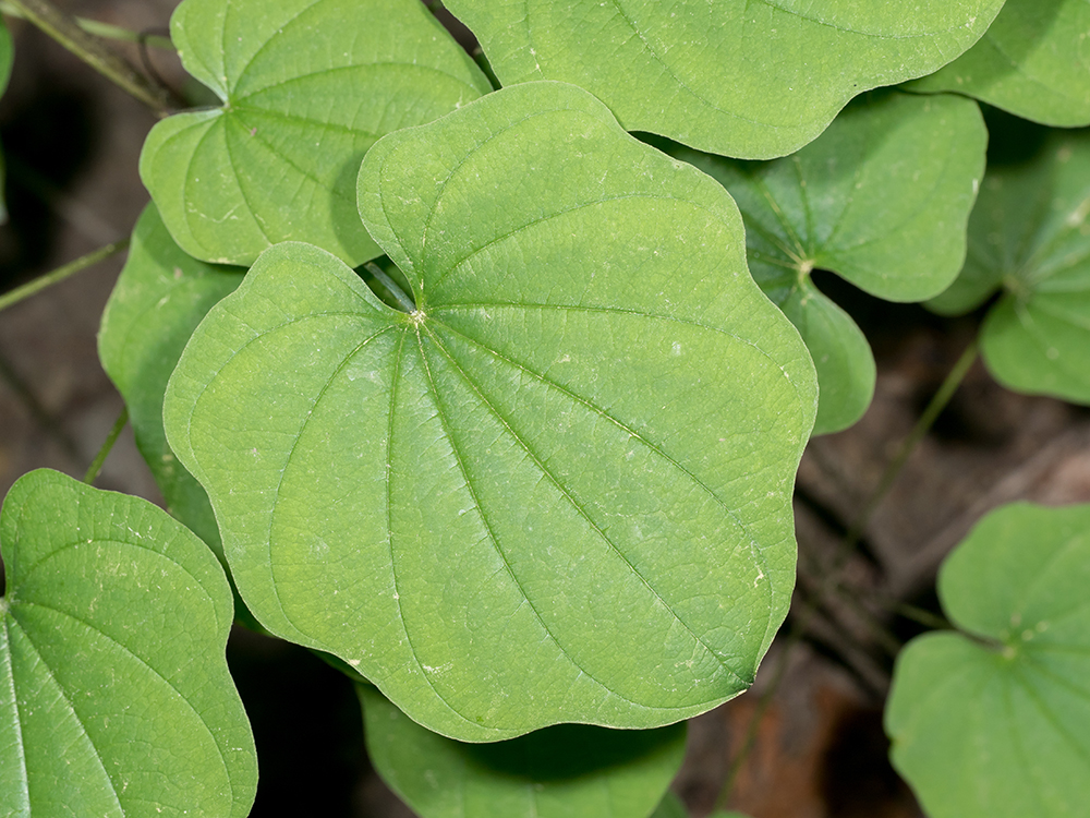 Wild Yam leaves