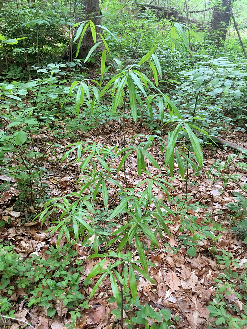 Willow Oak sapling