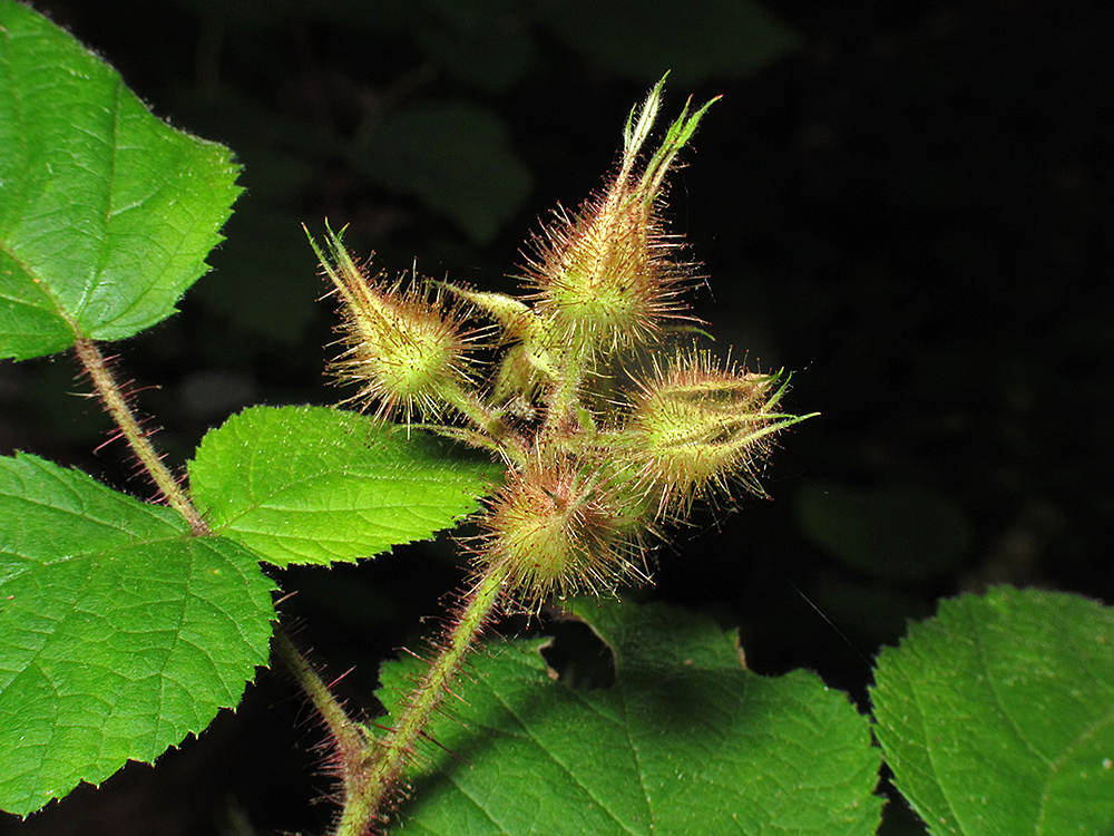 Wineberry